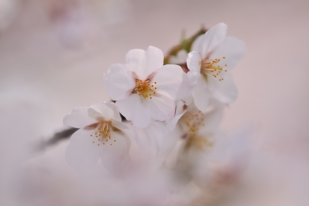 hisa's　Macro。。。cherry blossoms