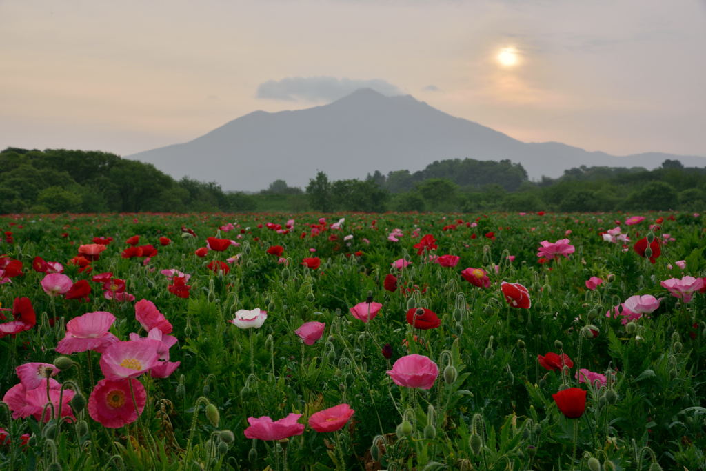 夢想の花園