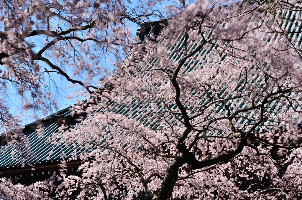 春☆謳歌する伽藍