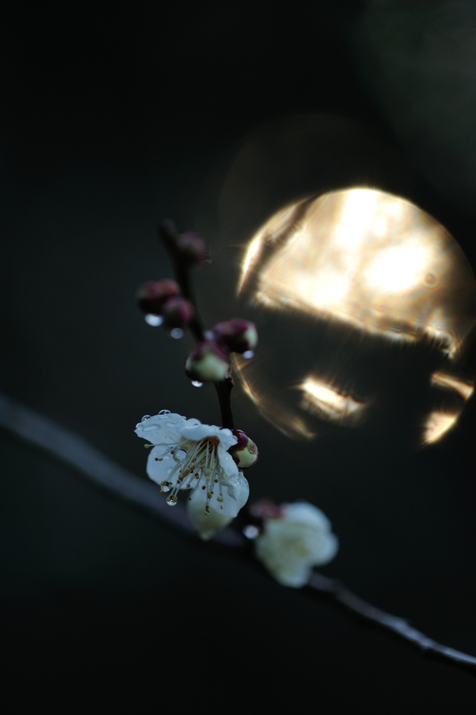 弥生の香り。。。Ⅱ