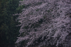 桜花雨情