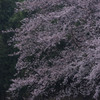 桜花雨情