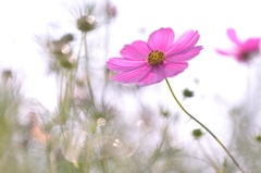hisa's　Macro。。。Color of virgin