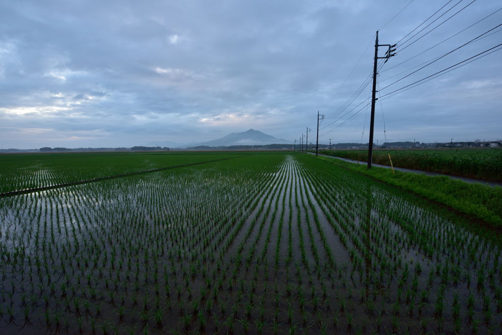 緑育む梅雨の空