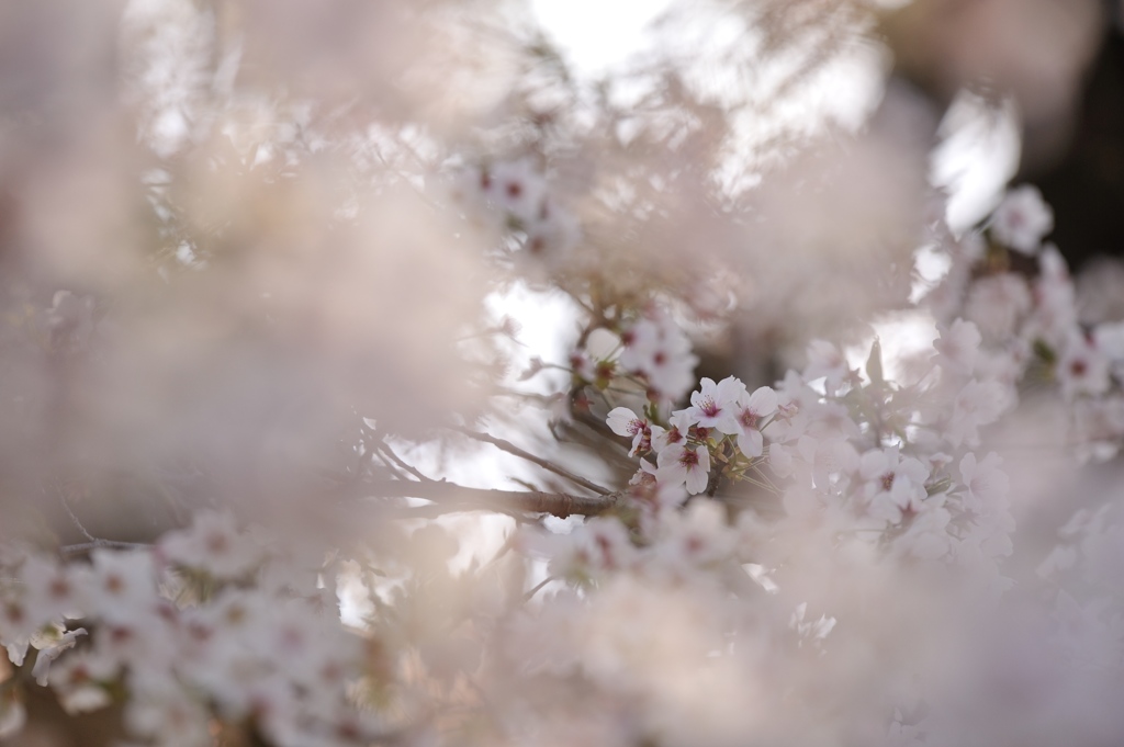 さくら。。。Vision  ＃1