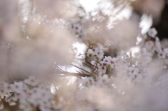 さくら。。。Vision  ＃1