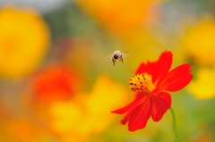 hisa's　Macro。。。秋色飛行