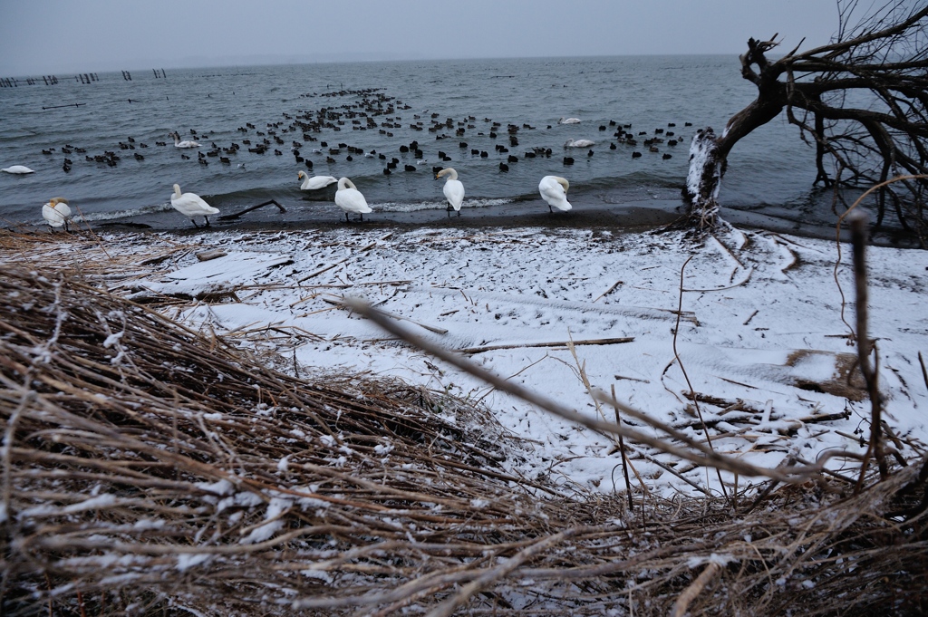 風雪流れ旅