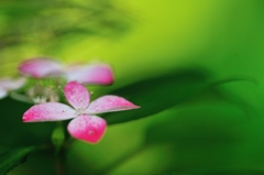 hisa's　Macro。。。Memories of green