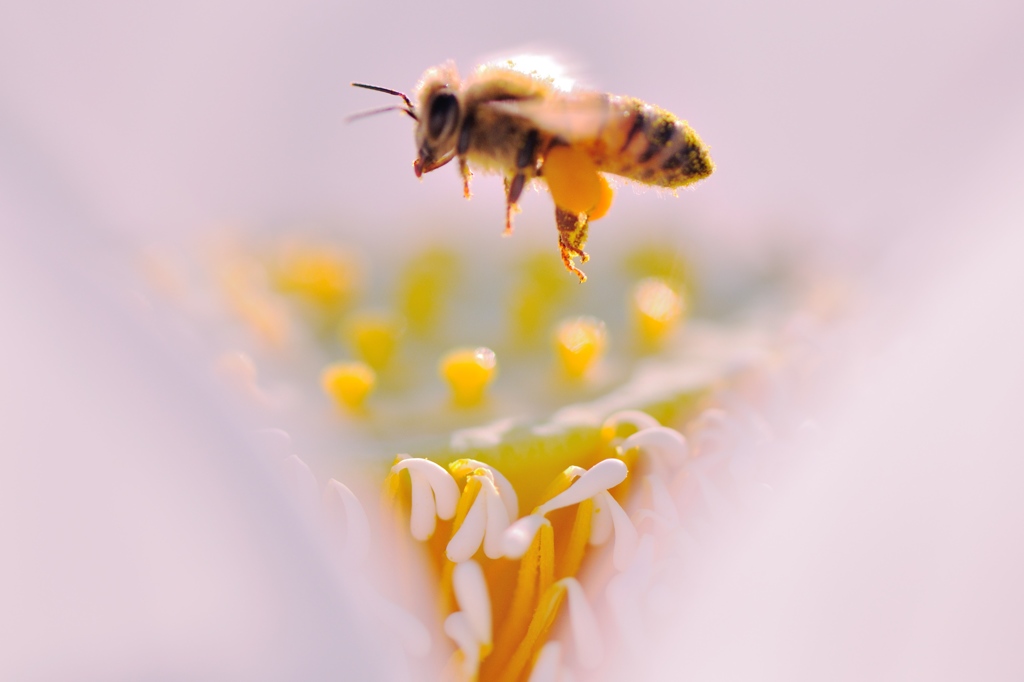 hisa's　Macro。。。幸せ宅急便