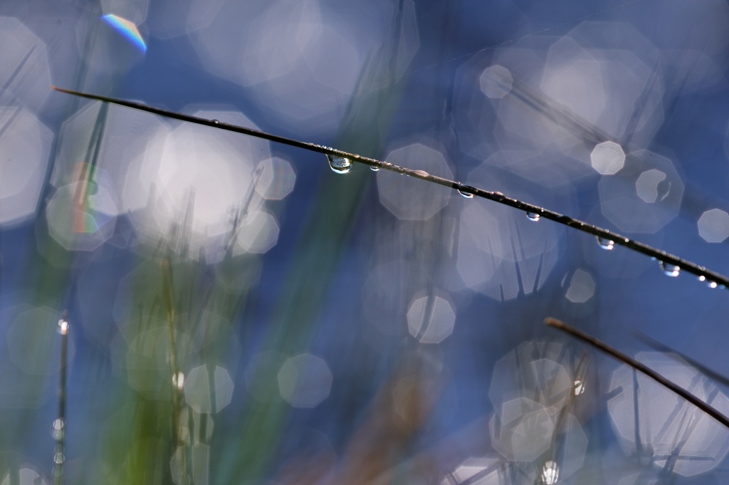hisa's　Macro。。。水色のときめき