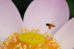 Ｈoney。。。 Good day