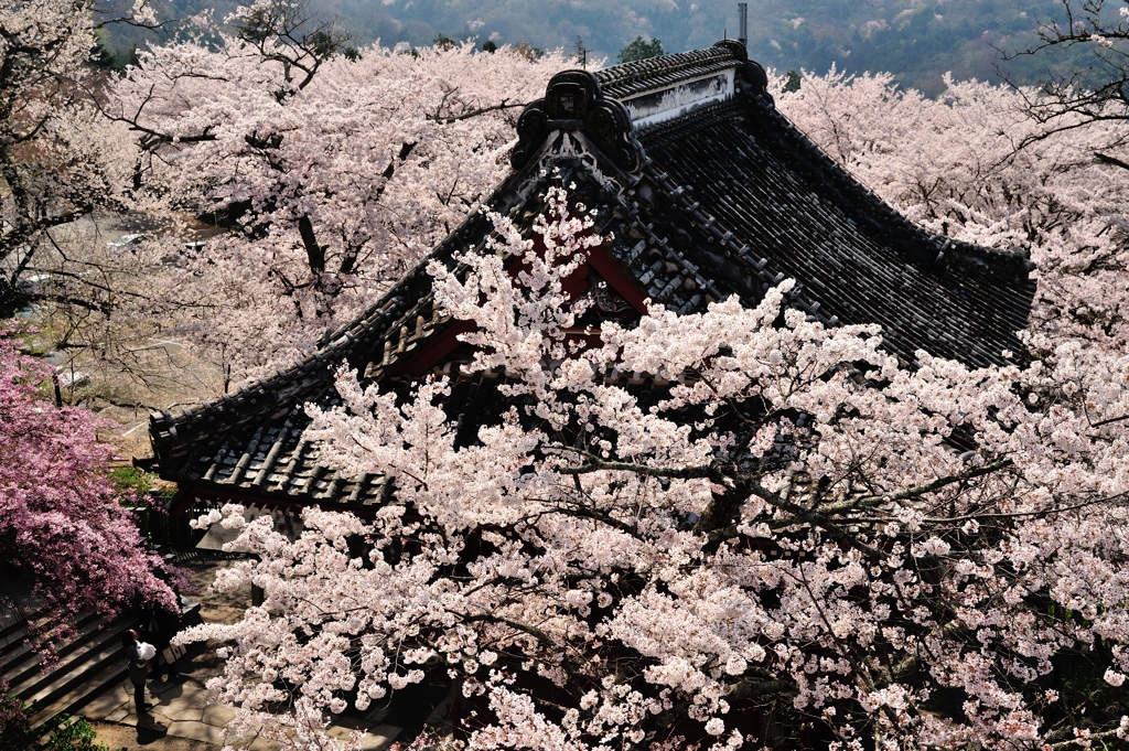 桜湧く観音霊場