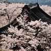 桜湧く観音霊場