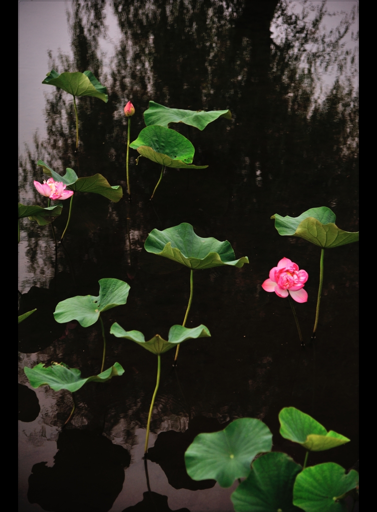 Blooming　Life