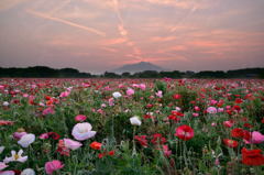 夢想の花園。。。7