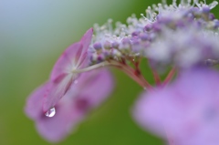 梅雨空からの贈り物