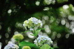 Friends with June。。。Ⅱ