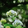 Friends with June。。。Ⅱ