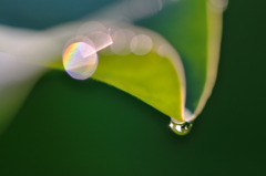 hisa's　Macro。。。Morning Melody