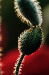 hisa's　Macro。。。Just One More Kiss