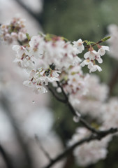 花の雫