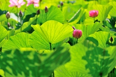 夏の兆し。。。Ⅱ