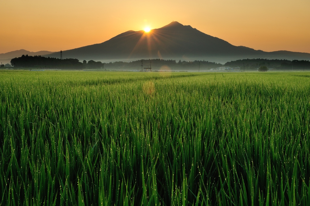 盛夏との出会い