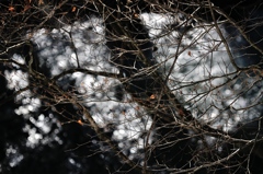 冬枯れの小枝