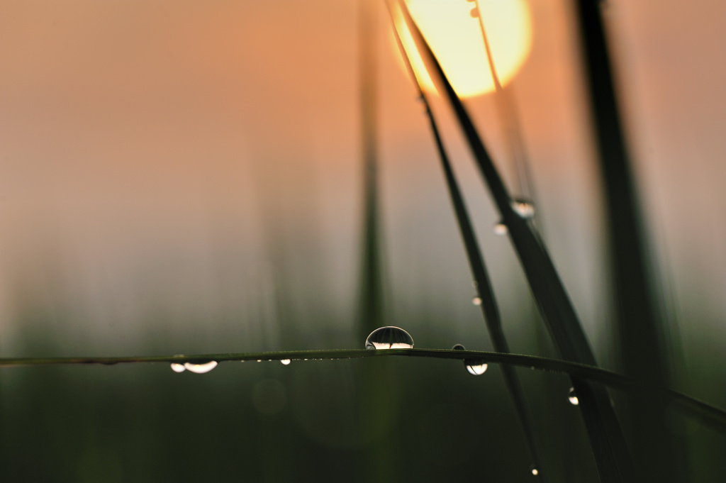 hisa's　Macro。。。朝露の鼓動