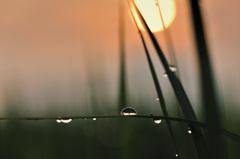 hisa's　Macro。。。朝露の鼓動