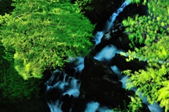 緑湧く渓流