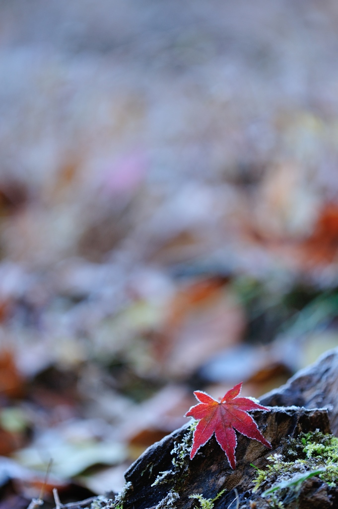 Piece of winter