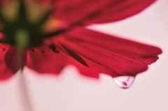 natural　Drop