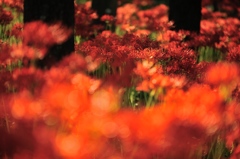 紅蓮に燃える。。。Ⅰ