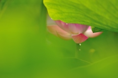 夏暖簾の雫　