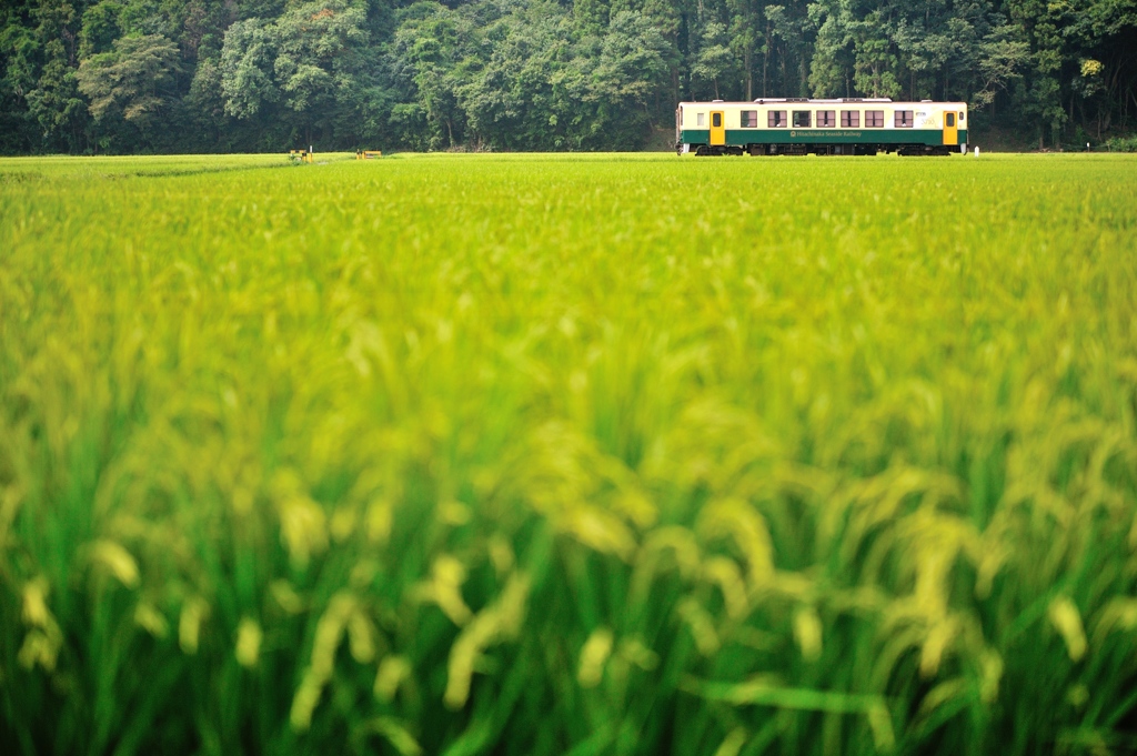緑風列車