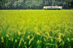 緑風列車