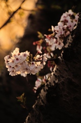 Sakura soul