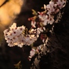 Sakura soul