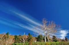 　Skyline