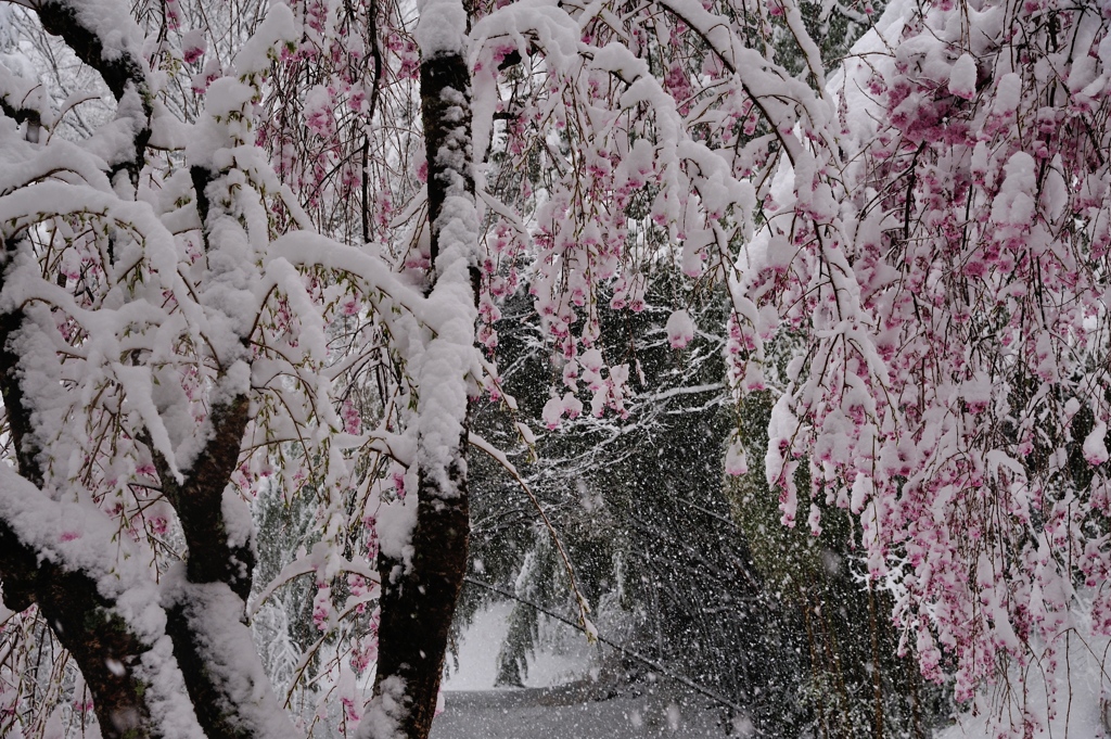春雪の旅路。。。Ⅱ