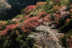 里山の春