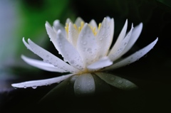 純白の花音