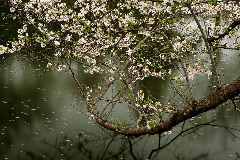 憂いの桜花