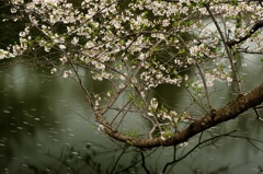 憂いの桜花
