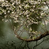 憂いの桜花