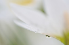 Rain of holiday