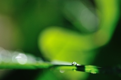 hisa's　Macro。。。雨粒の道のり
