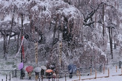 滝桜春雪